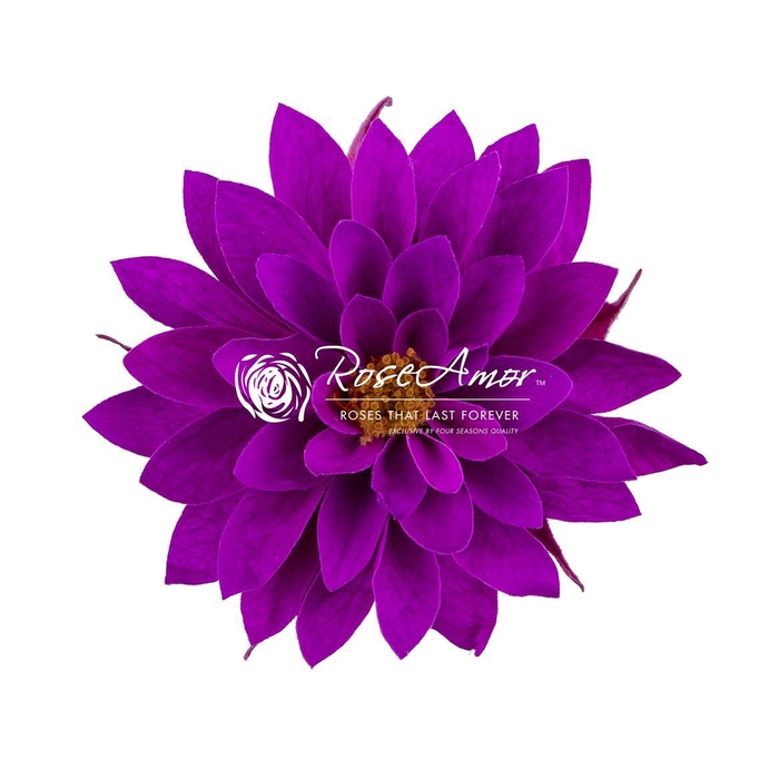 <h4>Pr 5 Dahlia Pur02</h4>