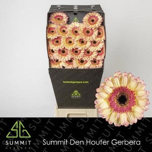 Ge Mi Prosecco Diamond Summit