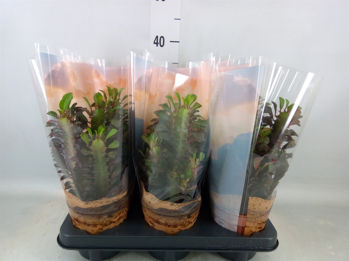 <h4>Euphorbia trigona 'Rubra'</h4>