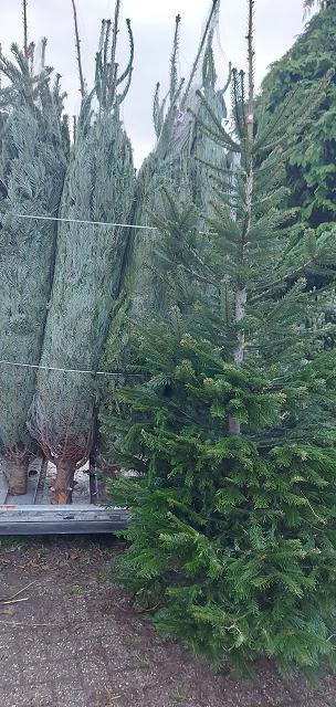 <h4>ABIES NORDMANNIANA</h4>