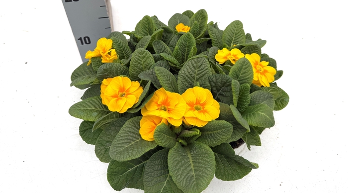 <h4>PRIM AC BONNELI GEM</h4>