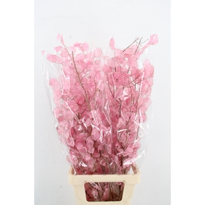 DF Lunaria Bs Shiny Light Pink