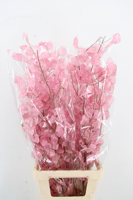 <h4>DF Lunaria Bs Shiny Light Pink</h4>