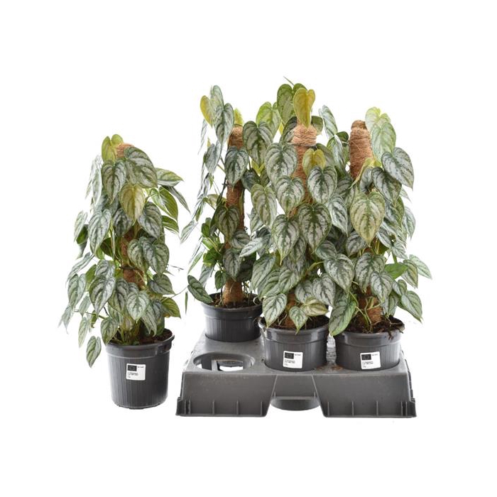 <h4>Philodendron Brandtianum 16Ø 65cm</h4>