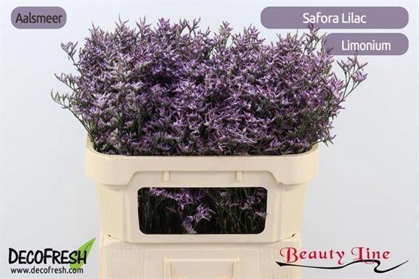 <h4>LIM SAFORA LILAC</h4>