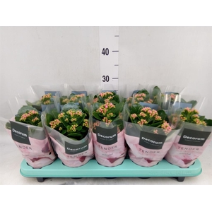 Kalanchoe blos. 'Serenity Pink'