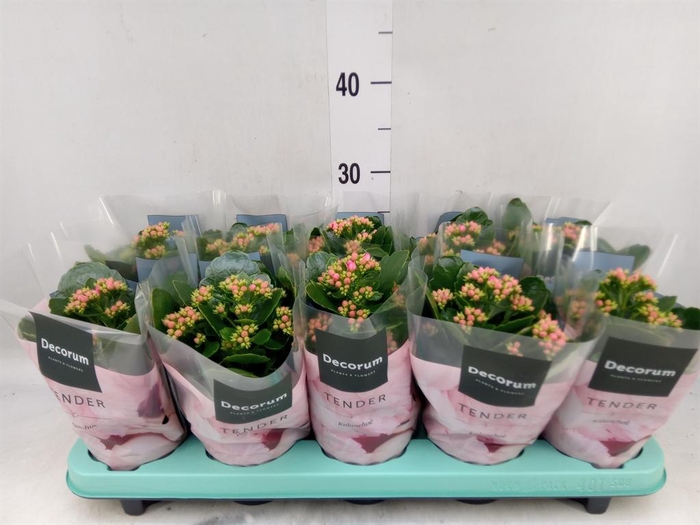 <h4>Kalanchoe blos. 'Serenity Pink'</h4>
