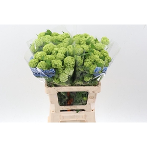 Viburnum Roseum St