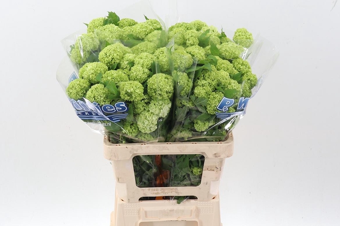 <h4>Viburnum Roseum St</h4>