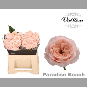 R KL PARADISE BEACH x20