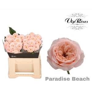 R KL PARADISE BEACH x20