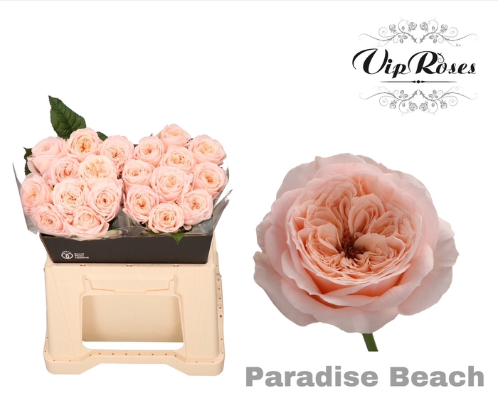 <h4>R KL PARADISE BEACH x20</h4>