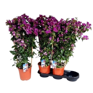 BOUGAINV ALEXANDRA