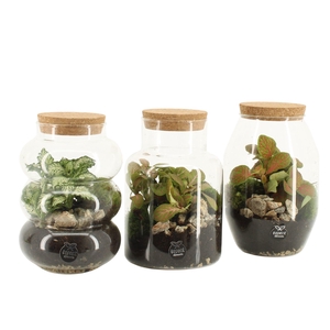 90709: Terrarium arrangement
