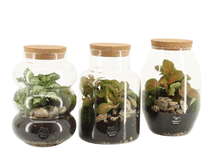 <h4>90709: Terrarium arrangement</h4>