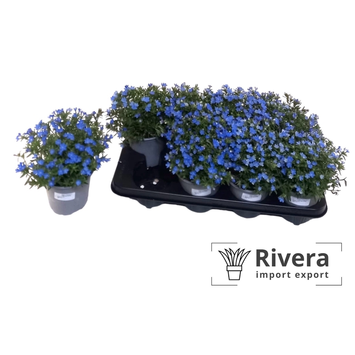 <h4>Glandora diffusa 'Heavenly Blue'</h4>