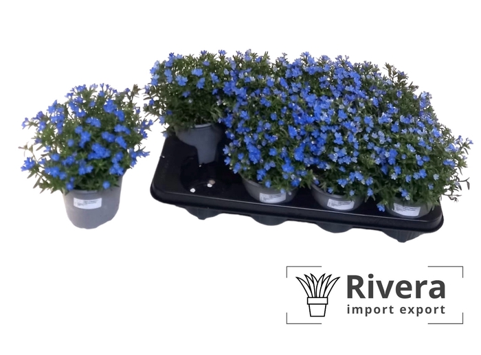 Glandora diffusa 'Heavenly Blue'
