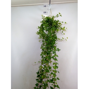 Hedera helix 'Anna'