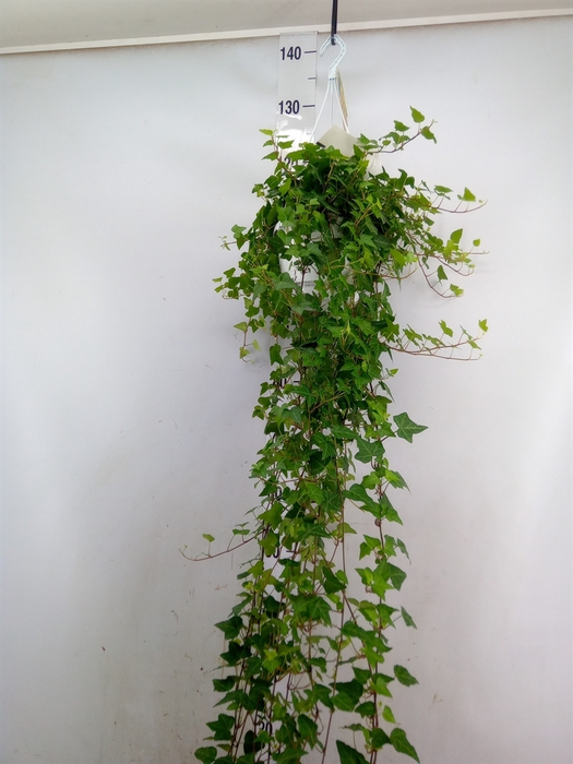 <h4>Hedera helix 'Anna'</h4>
