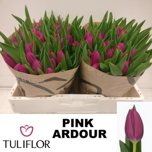TU EN PINK ARDOUR