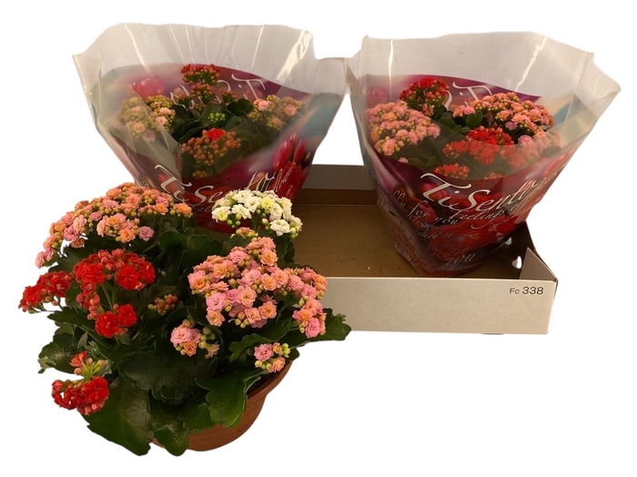 <h4>KAL GE GEM I POT</h4>