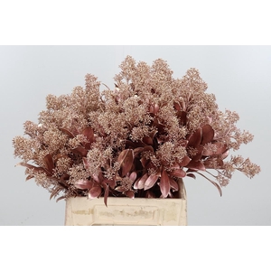 Skimmia Kl Bh Rose Goud