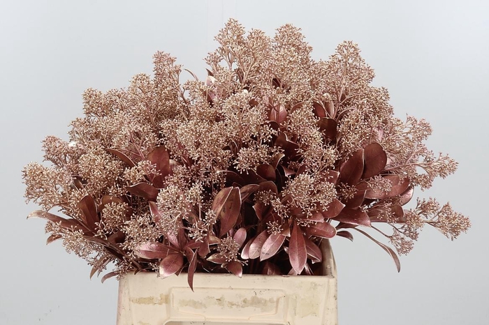 <h4>Skimmia Kl Bh Rose Goud</h4>