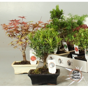 Bonsai Gem