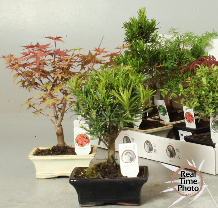 <h4>BONSAI GEM</h4>