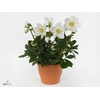 Helleborus Verboom Shining Star p13 medium