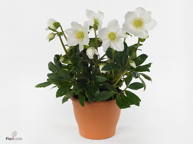 Helleborus Verboom Shining Star p13 medium