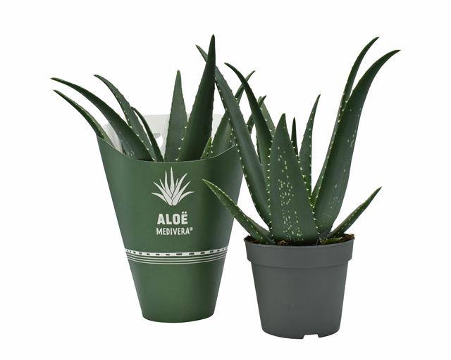 <h4>Aloe Equator</h4>