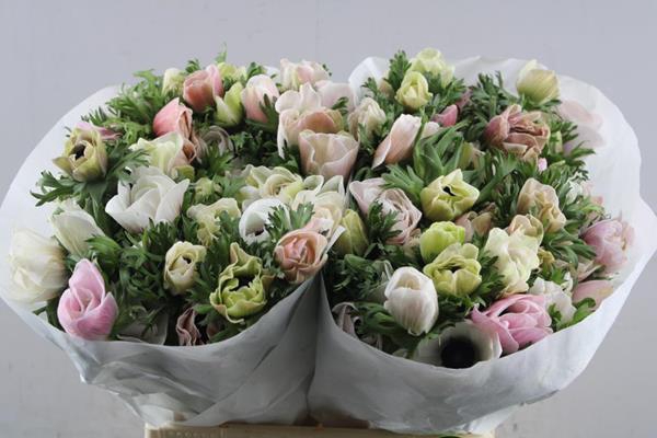 <h4>Anem Co Mis + White</h4>