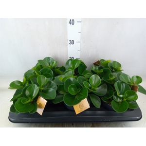 Peperomia obt. 'Green Gold'