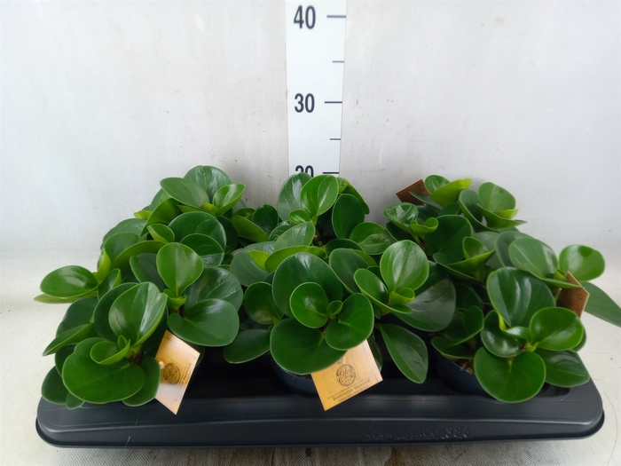 <h4>Peperomia obt. 'Green Gold'</h4>