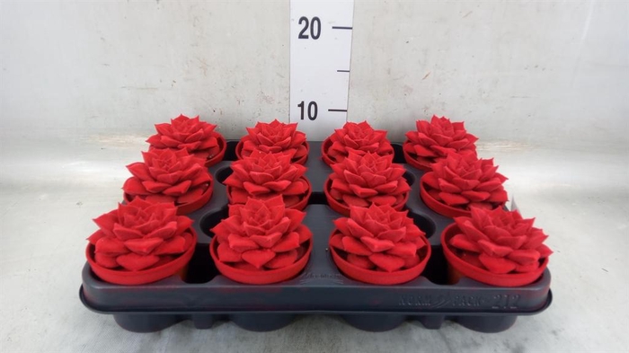 <h4>Echeveria purpusorum</h4>