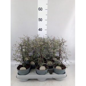 Corokia cotoneaster