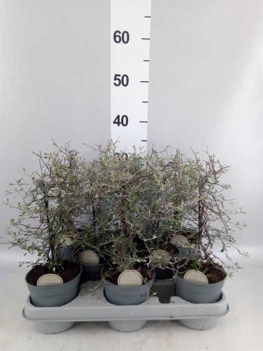 <h4>Corokia cotoneaster</h4>