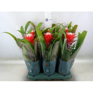 Guzmania  'Hope'