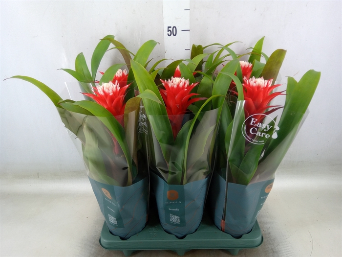 <h4>Guzmania  'Hope'</h4>