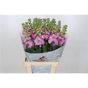 MATTHIOLA IRON ROSE PINK