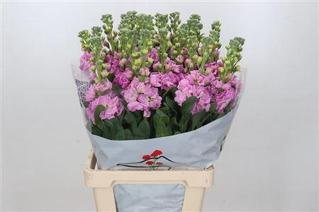 <h4>MATTHIOLA IRON ROSE PINK</h4>