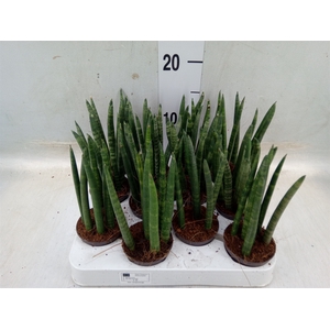 Sansevieria cyl.  ...