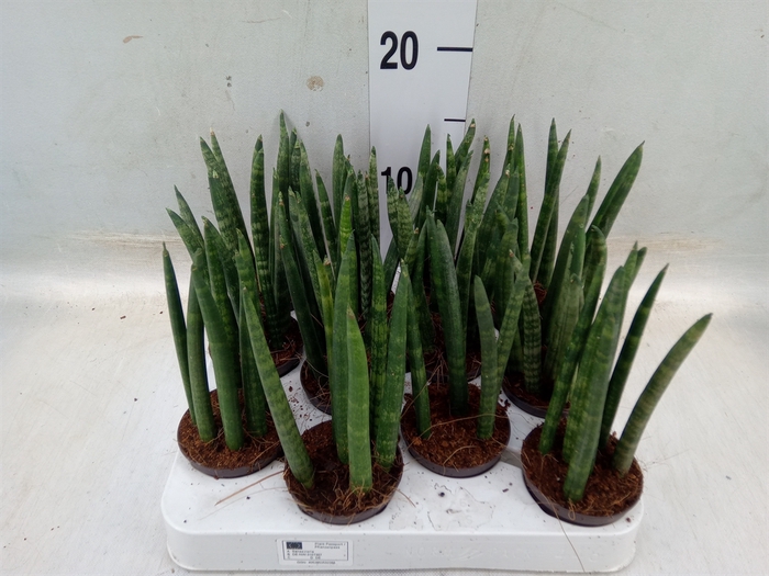 <h4>Sansevieria cyl.  ...</h4>