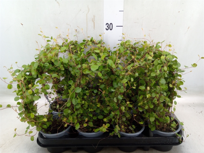 <h4>Muehlenbeckia com. 'Mao'ri'</h4>