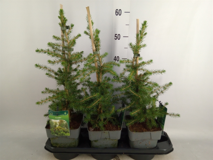 <h4>Picea glauca</h4>