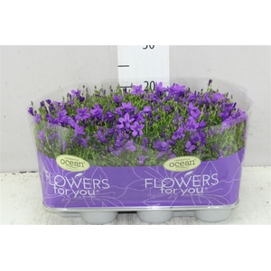 Campanula Port Ocean Blue