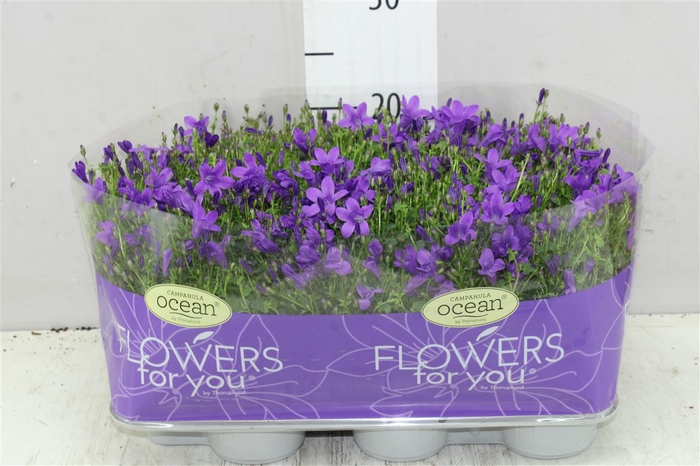 <h4>Campanula Port Ocean Blue</h4>