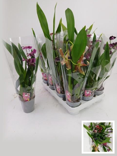 <h4>ORCHIDEEEN GEM</h4>