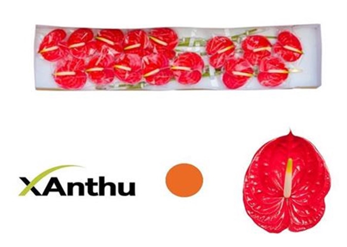 <h4>Anth A Tropical</h4>